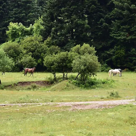 Olvios Ξενοδοχείο 4*