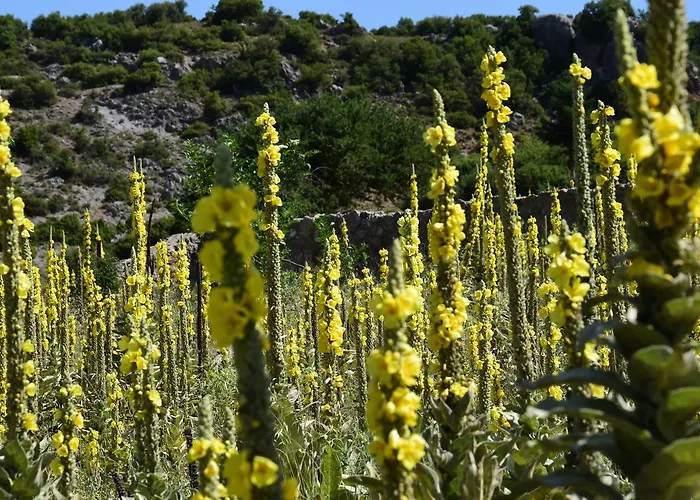 Szálloda Olvios Gúra